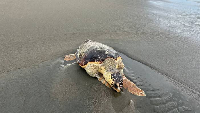 Hatay'da ölü caretta caretta sahile vurdu