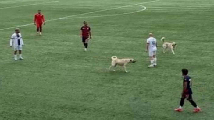 Futbolcuların köpeklerle imtihanı Maç durduruldu
