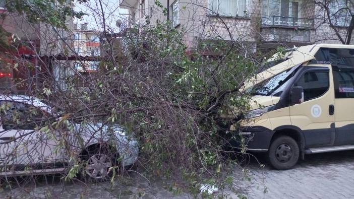 Kırklareli’nde şiddetli rüzgar ağaçları devirdi