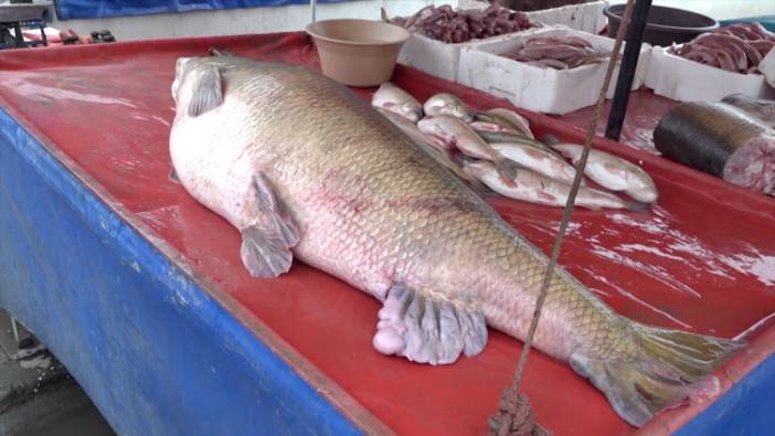 Erzincan'da 110 kilogramlık turna balığı yakalandı