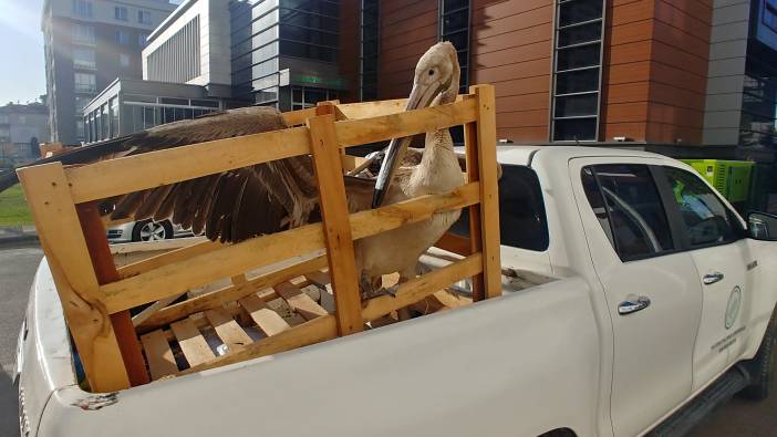 Kayseri'de yaralı pelikan tedaviye alındı
