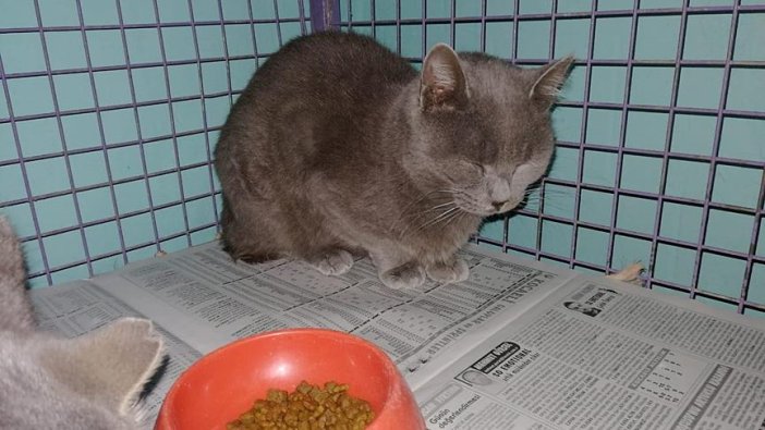 'Hayvanları evcil hayata alıştırıp sokağa atmayın' uyarısı