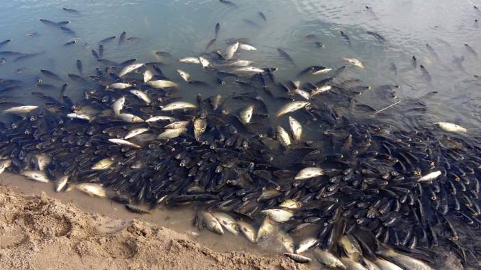 Yozgat’ta sulama barajında toplu balık ölümleri yaşandı