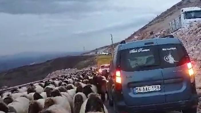 Koyunlar yolu trafiğe kapattı