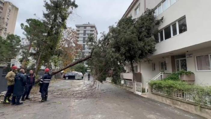Kadıköy'de ağaç binanın üzerine devrildi
