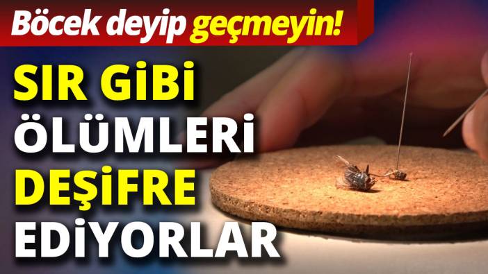'Böcek ve sinek deyip geçmeyin'   Sır gibi ölümleri deşifre ediyorlar