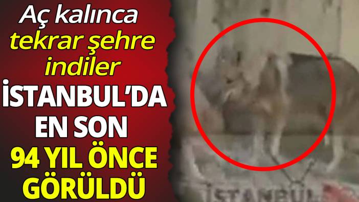 İstanbul'da en son 94 yıl önce görüldü 'Aç kalınca tekrar şehre indiler'