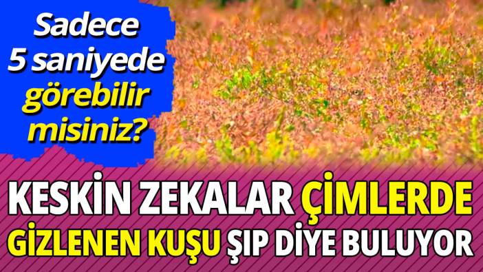 Keskin zekalar çimlerde gizlenen kuşu şıp diye buluyor 'Sadece 5 saniyede görebilir misiniz?'