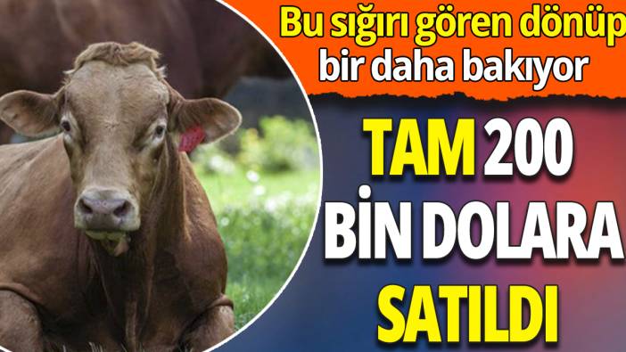 Bu sığırı gören dönüp bir daha bakıyor ‘Tam 200 bin dolara satılıyor’