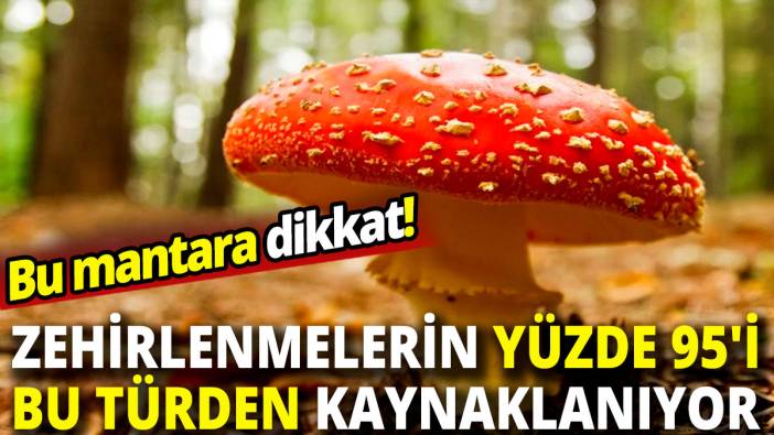 'Bu mantara dikkat' Zehirlenmelerin yüzde 95'i bu türden kaynaklanıyor