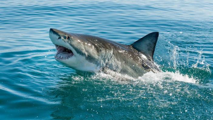 Meksika’da köpek balığı saldırısı can aldı