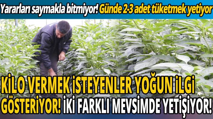 Kilo vermek isteyenler yoğun ilgi gösteriyor 'İki farklı mevsimde yetişiyor' Yararları saymakla bitmiyor'