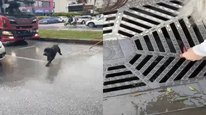 Kanalizasyonda mahsur kalan köpek beslenip kurtarıldı