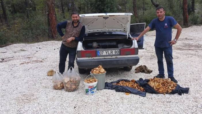 Bir günde 100 kilogram mantar topladılar