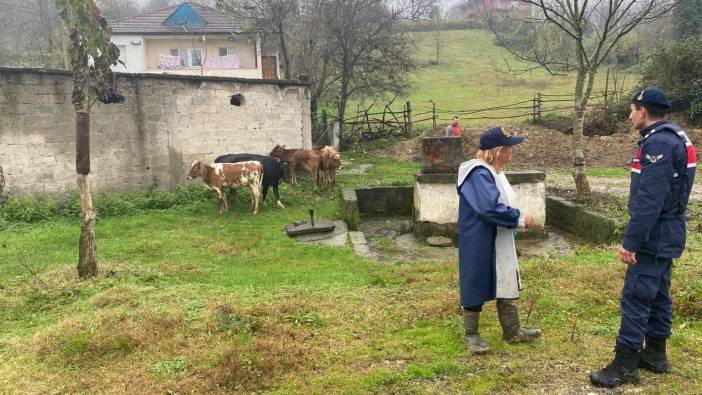 Kayıp büyükbaş hayvanlar sahibine teslim edildi