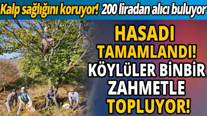 'Hasadı tamamlandı' 'Köylüler binbir zahmetle topluyor' 'Kalp sağlığını koruyor'
