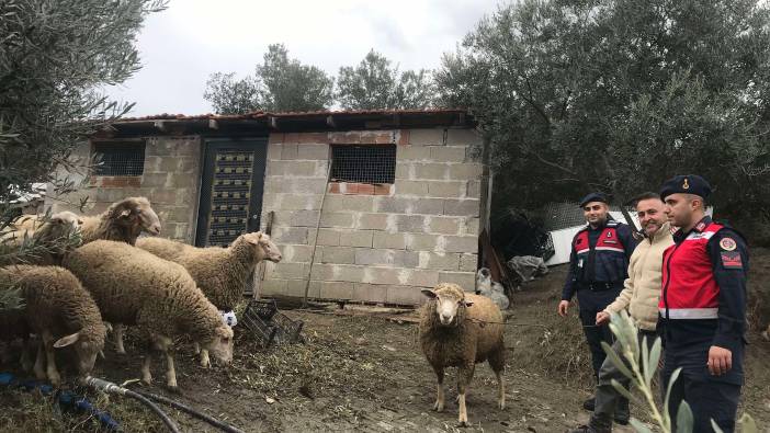 Jandarma kaybolan koyunları buldu