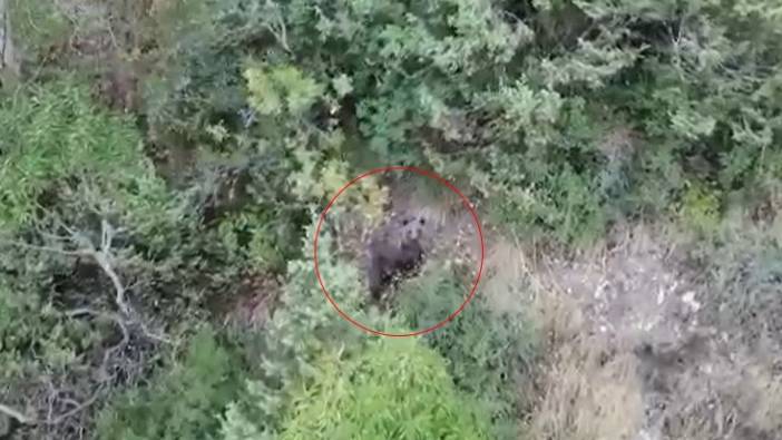 Zonguldak'ta kış uykusuna yatamayan ayılar böyle görüntülendi