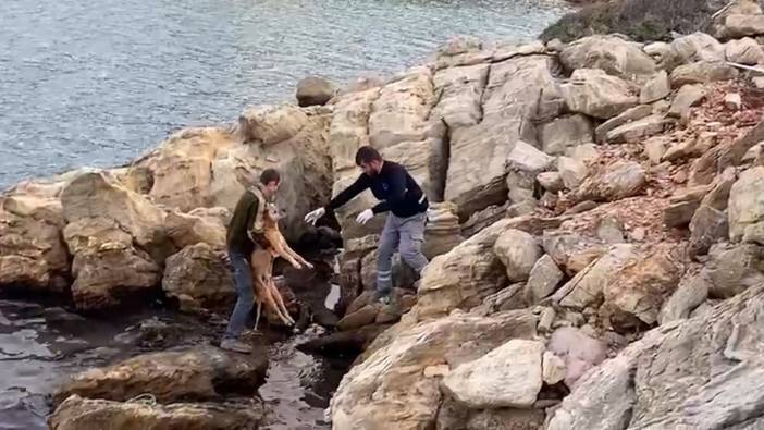 Denize düşen köpeği Belediye ekipleri kurtardı