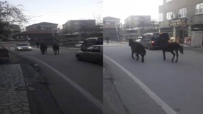 Bursa’da atlar trafiğe çıktı