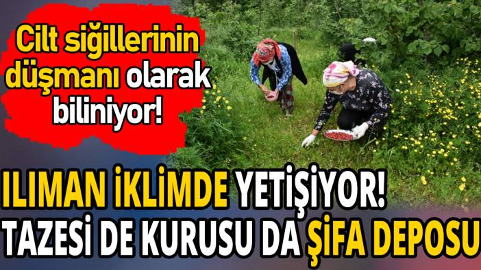 Ilıman iklimde yetişiyor 'Tazesi de kurusu da şifa deposu' Cilt siğillerinin düşmanı olarak biliniyor!