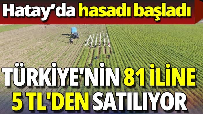 Hatay'da hasadı başladı 'Türkiye'nin 81 iline 5 TL'den satılıyor'