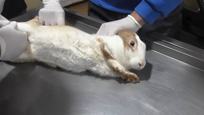 Yaralı tavşan tedavi altına alındı