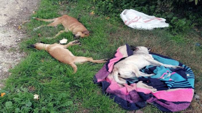 Mersin’de sokak köpekleri zehirlenerek öldürülmüş halde bulundu