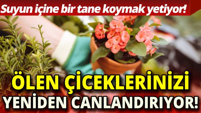 Ölen çiceklerinizi yeniden canlandırıyor 'Suyun içine bir tane koymak yetiyor'