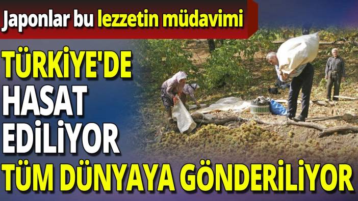 Türkiye'de hasat ediliyor tüm dünyaya gönderiliyor 'Japonlar bu lezzetin müdavimi'