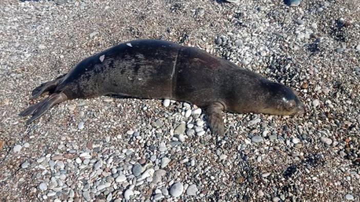 Nesli tükenme olan Akdeniz foku ölü bulundu