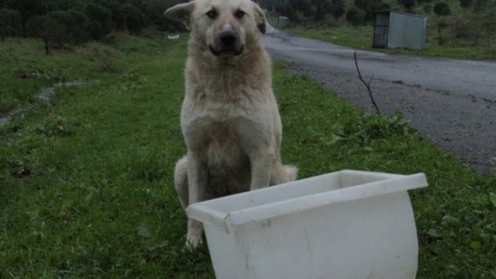 Sokak hayvanlarına mama desteği sürüyor