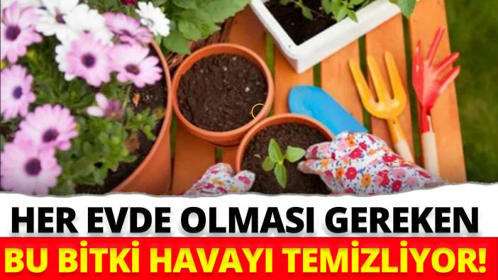 Hava filtresi gibi çalışıyor pis havayı anında yutuyor' Faydasını duyan evine bu bitkiden alıyor'