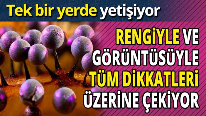 Rengiyle ve görüntüsüyle tüm dikkatleri üzerine çekiyor 'Tek bir yerde yetişiyor'