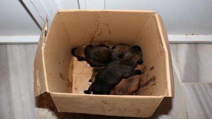 Çöp konteynerine atılan 5 köpek yavrusunu temizlik işçileri kurtardı