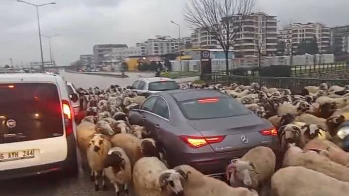 Bursa’da koyun sürüsü çevre yoluna indi
