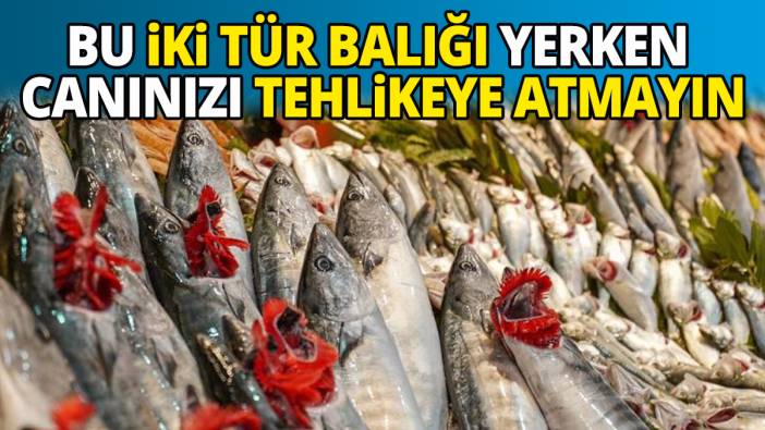 Bu iki  tür balığı yerken canınızı tehlikeye atmayın