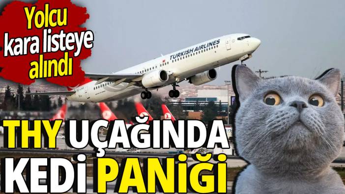 THY uçağında kedi paniği 'Yolcu kara listeye alındı'