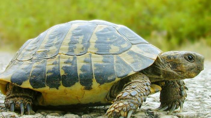 Dünyanın En Hızlı Koşan Kaplumbağası: Turbo Kabuk