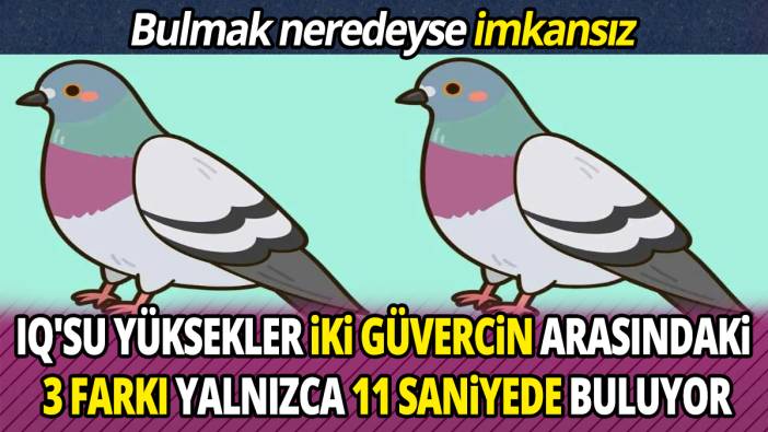 Bulmak neredeyse imkansız IQ'su yüksek olanlar iki güvercin arasındaki 3 farkı yalnızca 11 saniyede buluyor