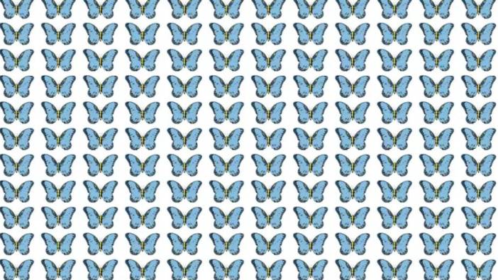 Bunu görmek için şahin gibi göz gerekir 9 Saniyede farklı renkteki kelebeği bulabilir misin