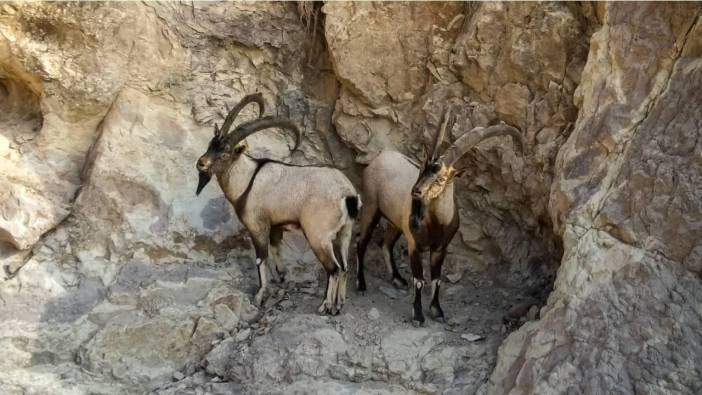 Yaban keçisi avlayanlara rekor ceza