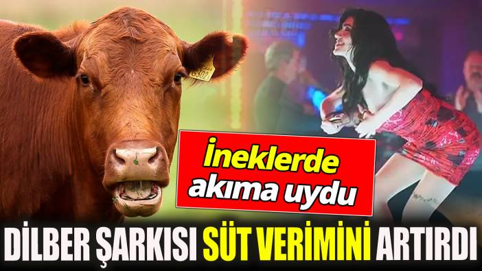 Dilber şarkısı süt verimini artırdı ‘İnekler de akıma uydu’
