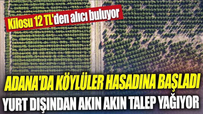 Adana'da köylüler hasadına başladı Yurt dışından akın akın talep yağıyor