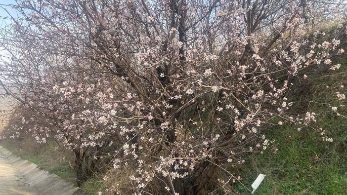 Malatya’da ağaçlar çiçek açmaya başladı