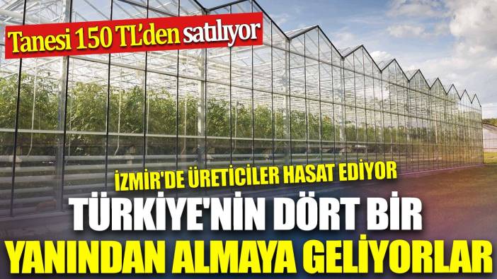 İzmir'de üreticiler hasat ediyor 'Tanesi 150 TL'den satılıyor'