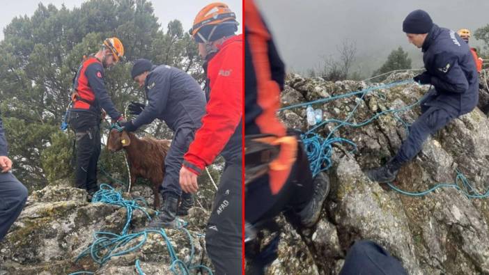 Mahsur kalan hayvanları kurtarma seferberliği