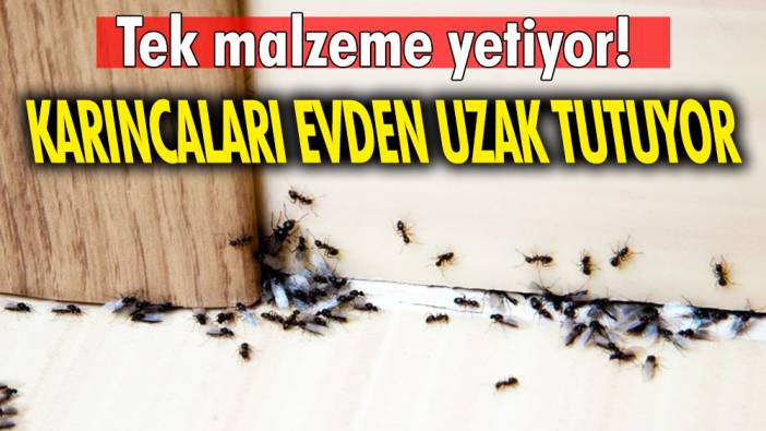 Karıncaları evden uzak tutuyor 'Tek malzeme yetiyor'