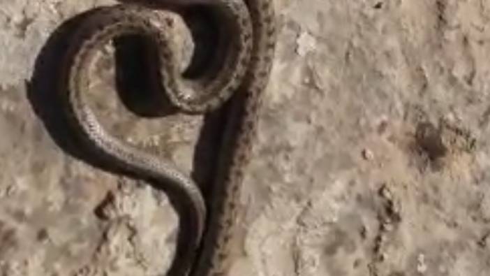 Siirt'te 1 metrelik yılan görüldü
