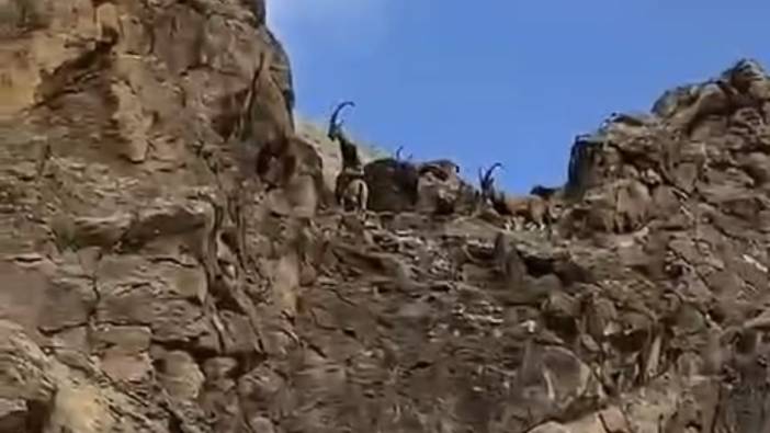 Elazığ'da dağ keçileri sürü halinde görüldü